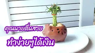💥วิธีทำบอนไซคุณนายตื่นสายแพรเซี่ยงไฮ้