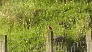 Male redstart