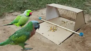 Build Unique Underground Parrot Bird Trap Using Paper Box And Deep Hole