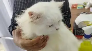 Dr. Sofier Rahman, Pulse pet & vet care, sylhet, 01521425366, cat flu, FPV,  Vaccine