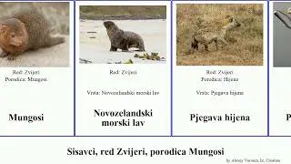Sisavci, red Zvijeri, porodica Mungosi mali panda mammal lav vuk cibetka smrdljivac hijena Žuti