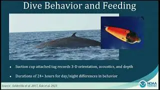 Meeting Them Where They Live: The Oceanography and Productivity of Rice's Whale Habitat