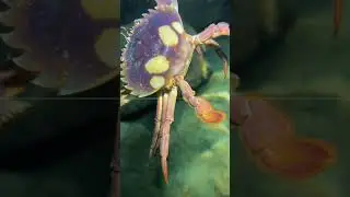 I borrowed one of your videos.#diving #crab #catchthesea #seaside #seafood