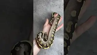 Королевский питон Анубис / Ball Python ghi mojave pastel yellow belly
