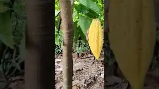 Cocoa Fruit From our Garden in India/Praveena Fernandes