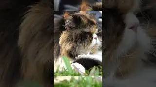 perbedaan persia medium,flatnose, dan peaknose #kucing #persiancat #shorts