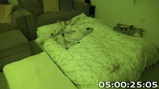 Sleeping With 2 Pugs!