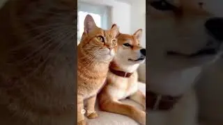 Best Friends Forever：Something Caught Their Eye! Alert Cat and Shiba Inu Look Out Together 👀