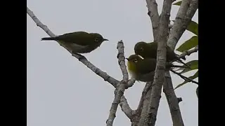 久しぶりのメジロ集団@6月の勅使池 / long time no Japanese White-eyes at Chokushi Pond