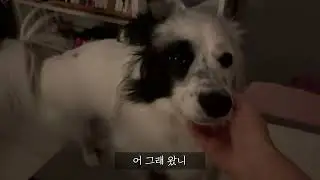 강아지를 만지고, 일을 하고, 강아지를 만지고, 책을 읽기
