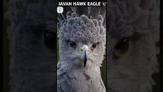 JAVAN HAWK EAGLE 🦅 | Beautiful EAGLE | #javan #eagles #birds #shorts #trendingshorts