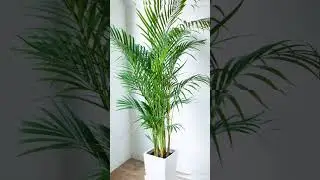 🌴✨ Areca Palm &ndash; Tropical Vibes for Your Home#arecapalm #indoorplants #shorts #viral #shortsfeed