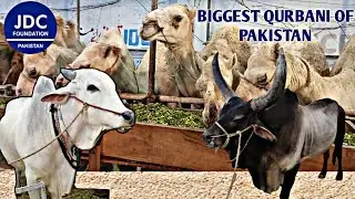 J-D-C Vlog | Biggest Qurbani of Pakistan | #jdc #trending #qurbani #foundation #zafarabbas #vlog