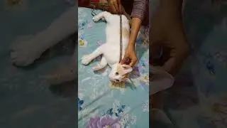 making a dress for her 🤣😅😉😆😁🥰🐱😜😒 #cutecatshorts #cute