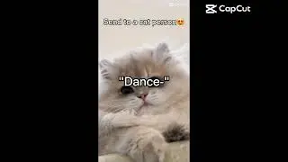 I love cats.:3