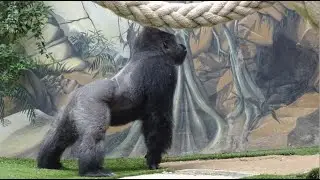 Gorille en colère - Euro vs Kishum -  Espace zoologique de St Martin la Plaine  (Loire)  France