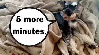 Lazy Dog Refuses Get Out of Cozy Bed #MiniatureSchnauzer #Funnydog #shorts