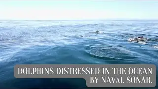 Dolphins distressed in the ocean by naval sonar.