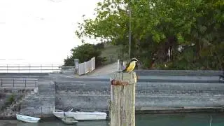 Great Kiskadee