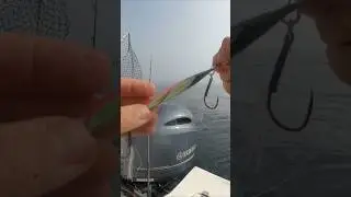 Winter Slow pitching in Florida's shark infested waters! #fishing #fish