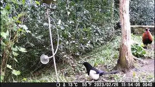 Magpie tales ;-)