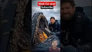 Shocking😱 Rescue: A humpback whale, injured by barnacles, wassuccessFully rescued by a rescue team