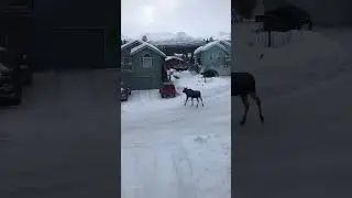 What is it? Anchorage, Alaska #alaska #moose #anchorage
