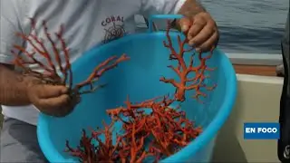 La pesca del coral rojo en Cerdeña: un negocio peligroso pero rentable