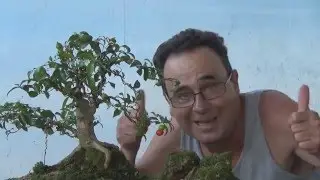 Fazendo Bonsai de Pitanga - Muda de Viveiro