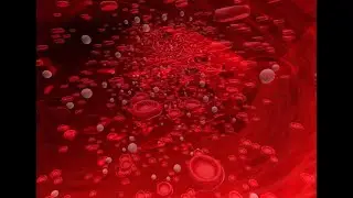 ⏏ Blood Cellular Health