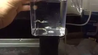 neon blue endler males