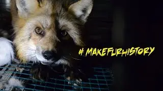Разоблачение меховой промышленности
