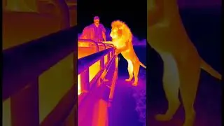 This Lion Looked Deadly on Thermal Vision&hellip; Then Shocked Everyone