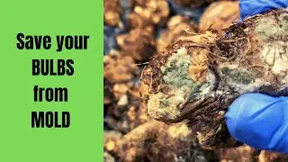 🇨🇦 Save Your Bulbs from Mold/ Bulb Storage Failure|/Nino and Lo 🧑🏾‍🍳👩🏽‍🌾