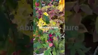 Abutilon picture