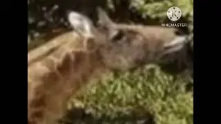 Samotherium Groan 🦒 🔊