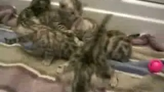 Silver Bengal Kittens learning to walk and play
