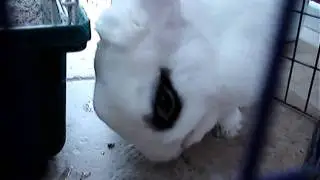 Sealig cleaning his feet