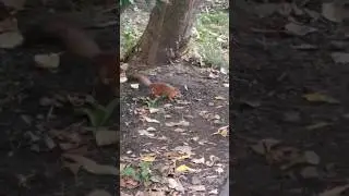 Squirrel in the city