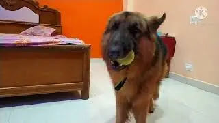 Dog trying to bite his owner | German Shepherd | Mr Sundar | Vlog | Best protection dog | Family dog