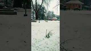 poloview srinagar. ...snow view