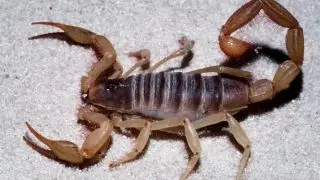 Scorpion forces evacuation of a United Airlines flight