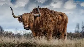 It is better to stay away from such a bull - BISON in action! Лучшие БИЗОНЫ  в деле! Буйволы.! 🦬