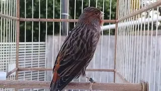 Canário cobre dando um show de canto. 
