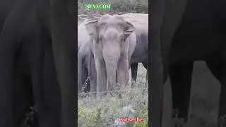 WILD ELEPHANTS HERD #elephant #animallife #wildlife #nature #animals #elephantworld #shorts #travel