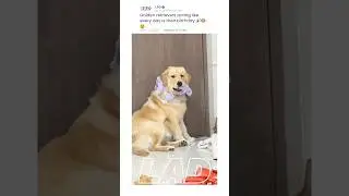 Golden retrievers living their best life 🐕😄  #dog #funny #goldenretreiver