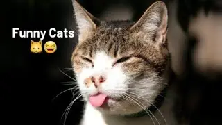 Cute and Funny Cat videos 2022 - Cute Cat videos HD #1