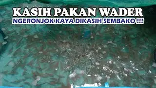 Budidaya ikan wader - Pakan ikan wader