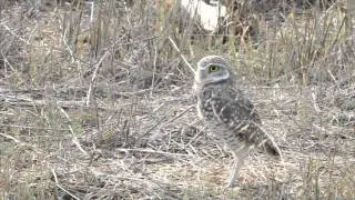 SCVAS Shoreline Park Western Burrowing Owl Habitat Restoration