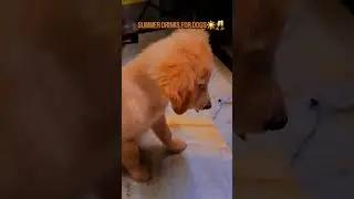 summer drinks for dogs 🥂✨️ #retriever #goldenretreiver #puppy#dogselfie #goldenretreivers #pets